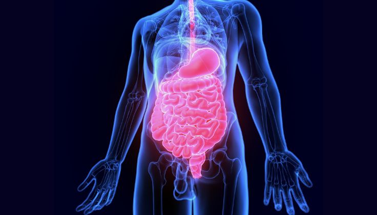 Gut Health